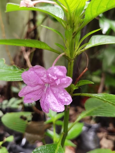Ruellia jussieuoides, photographed by Eduardo Chacón Madrigal
