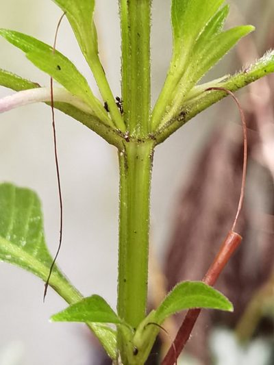 Ruellia jussieuoides, photographed by Eduardo Chacón Madrigal