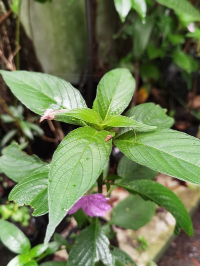 Ruellia jussieuoides, photographed by Eduardo Chacón Madrigal