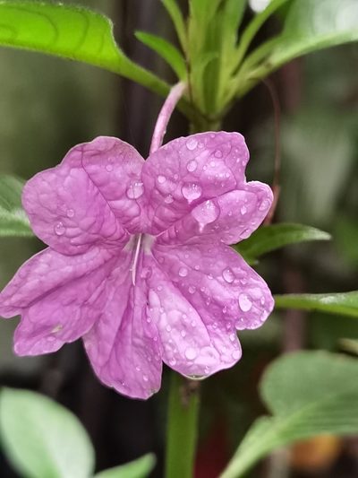 Ruellia jussieuoides, photographed by Eduardo Chacón Madrigal