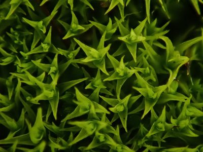 Vinealobryum vineale, photographed by Daniel Cahen