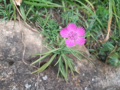 Dianthus seguieri, photographed by Aaron Iemma
