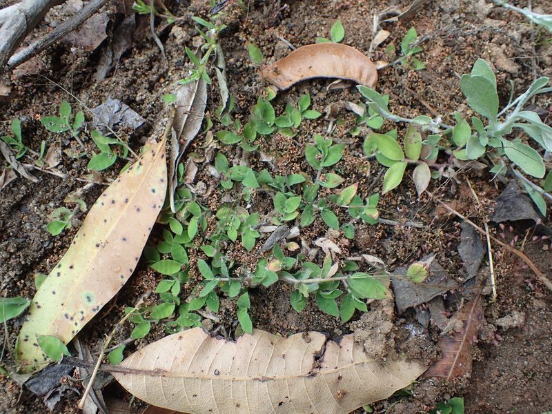 Cyrtococcum deltoideum, photographed by bat (Maria Vorontsova)