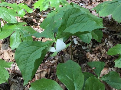 Trillium rugelii, photographed by lejones417