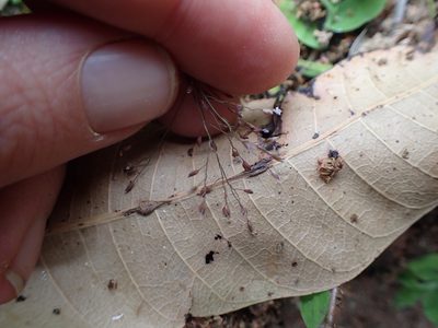 Cyrtococcum deltoideum, photographed by bat (Maria Vorontsova)