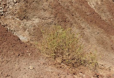 Zygophyllum coccineum, photographed by ajott