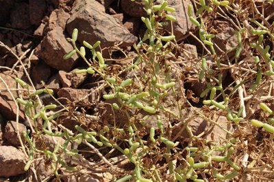Zygophyllum coccineum, photographed by ajott
