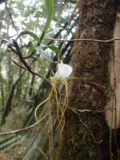 Angraecum conchoglossum, photographed by bat (Maria Vorontsova)