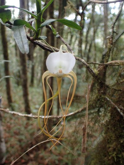Angraecum conchoglossum, photographed by bat (Maria Vorontsova)