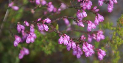 Erica palliiflora, photographed by Tony Rebelo