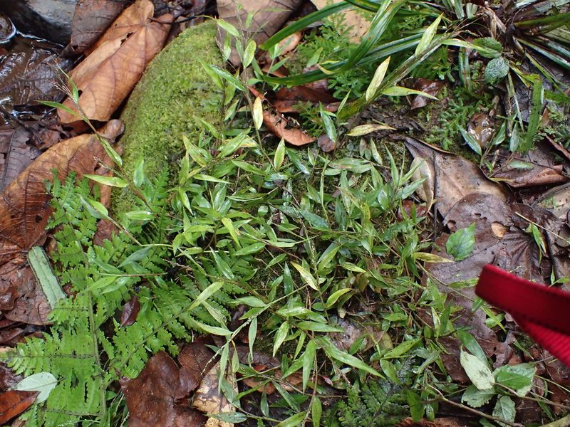 Panicum mitopus, photographed by bat (Maria Vorontsova)