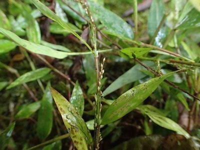 Panicum mitopus, photographed by bat (Maria Vorontsova)