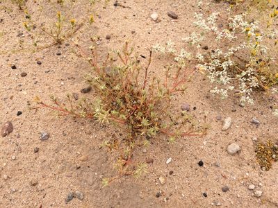 Portulaca halimoides, photographed by Cecelia Alexander