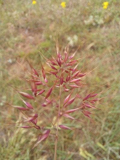 Pentameris airoides, photographed by kevin koen