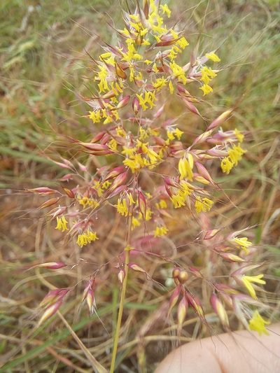 Pentameris airoides, photographed by kevin koen