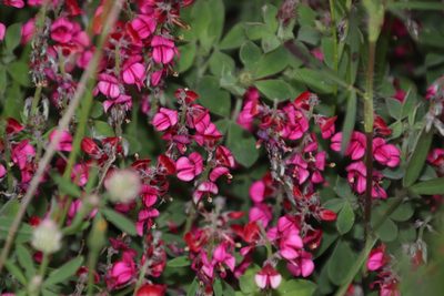 Indigofera incana, photographed by Tony Rebelo