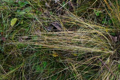 Stipa tirsa, photographed by Patrick Hacker