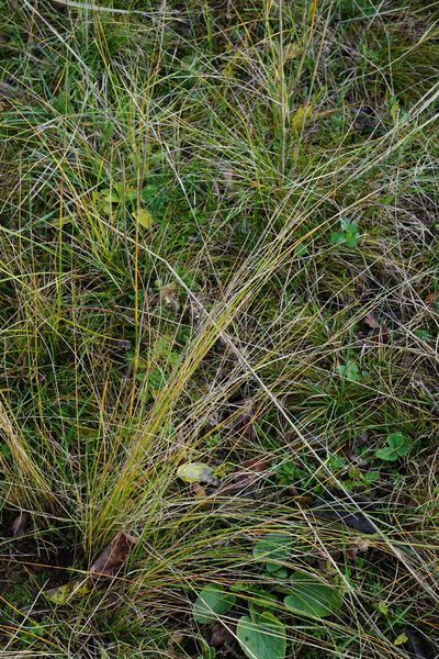Stipa tirsa, photographed by Patrick Hacker