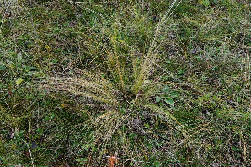 Stipa tirsa, photographed by Patrick Hacker