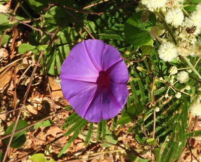 Ipomoea pedicellaris, photographed by Francisco Farriols Sarabia