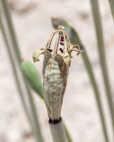 Arctomecon merriamii, photographed by Dominic Gentilcore