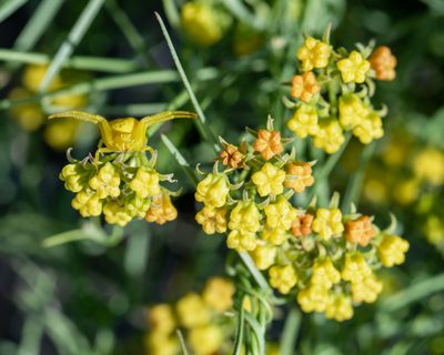 Funastrum utahense, photographed by Dominic Gentilcore