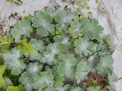 Geranium traversii, photographed by rempson