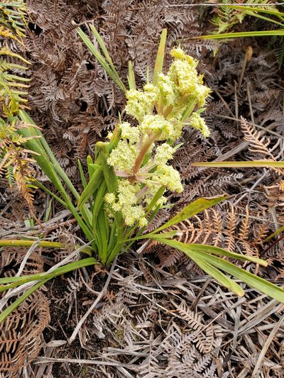 Aciphylla traversii, photographed by rempson