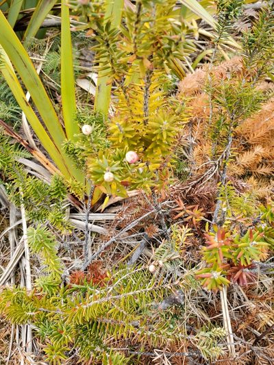 Leptecophylla robusta, photographed by rempson