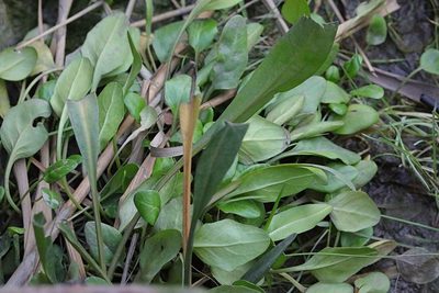 Cochlearia anglica, photographed by Stephen James McWilliam