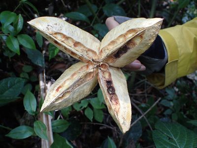 Sloanea rhodantha, photographed by bat (Maria Vorontsova)