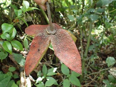 Sloanea rhodantha, photographed by bat (Maria Vorontsova)