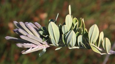 Indigofera cytisoides, photographed by Tony Rebelo