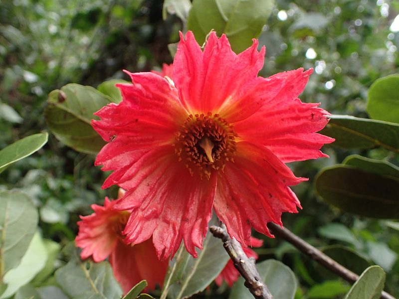 Sloanea rhodantha, photographed by bat (Maria Vorontsova)
