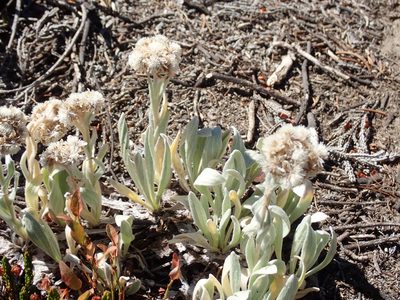 Antennaria lanata, photographed by John Brew
