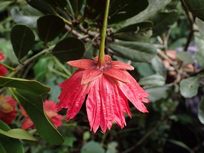 Sloanea rhodantha, photographed by bat (Maria Vorontsova)