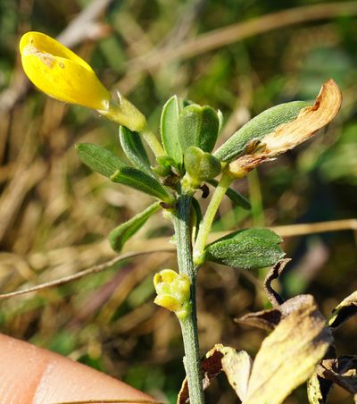 Cytisus procumbens, photographed by Patrick Hacker