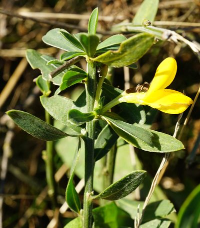 Cytisus procumbens, photographed by Patrick Hacker