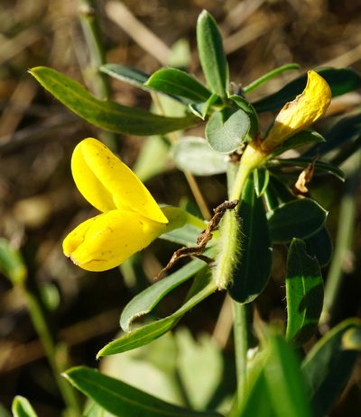 Cytisus procumbens, photographed by Patrick Hacker