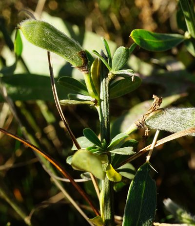Cytisus procumbens, photographed by Patrick Hacker