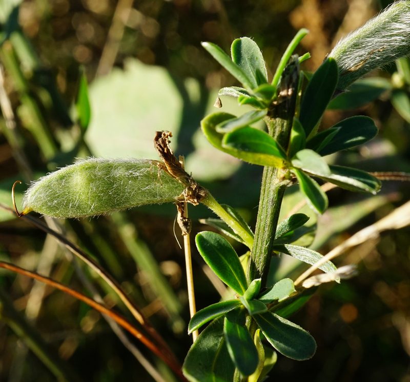 Cytisus procumbens, photographed by Patrick Hacker