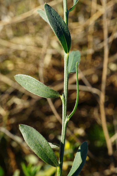Cytisus procumbens, photographed by Patrick Hacker