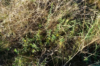 Cytisus procumbens, photographed by Patrick Hacker