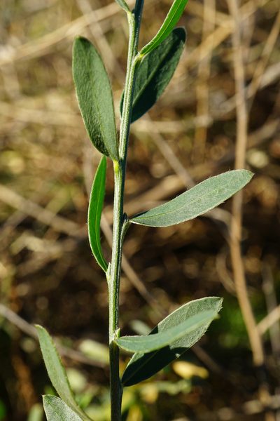 Cytisus procumbens, photographed by Patrick Hacker