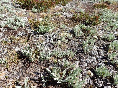 Antennaria lanata, photographed by John Brew