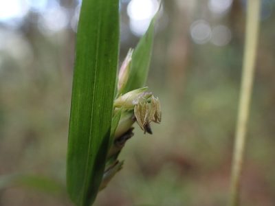 Nastus perrieri, photographed by bat (Maria Vorontsova)
