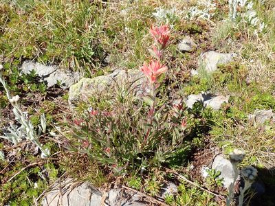 Castilleja elmeri, photographed by John Brew