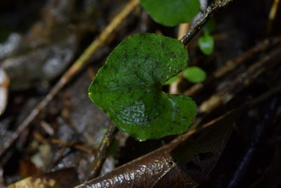 Corybas acuminatus, photographed by Christopher Stephens