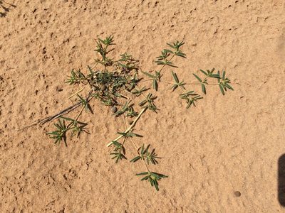 Euphorbia parryi, photographed by Cecelia Alexander