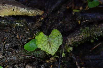 Corybas acuminatus, photographed by Christopher Stephens